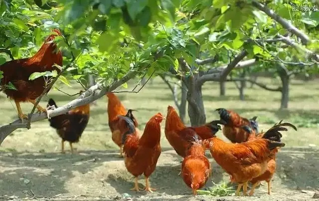 抓住這個風(fēng)口，青龍帶你在農(nóng)村年入20萬不是夢！
